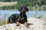 DOBERMANN 1147